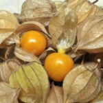 Things-You-Probably-Didnt-Know-About-Physalis