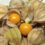 Things You Probably Didn’t Know About Physalis