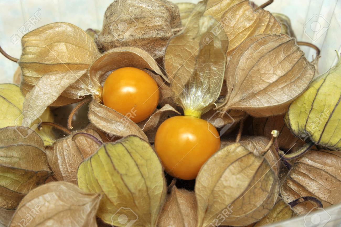 Things-You-Probably-Didnt-Know-About-Physalis